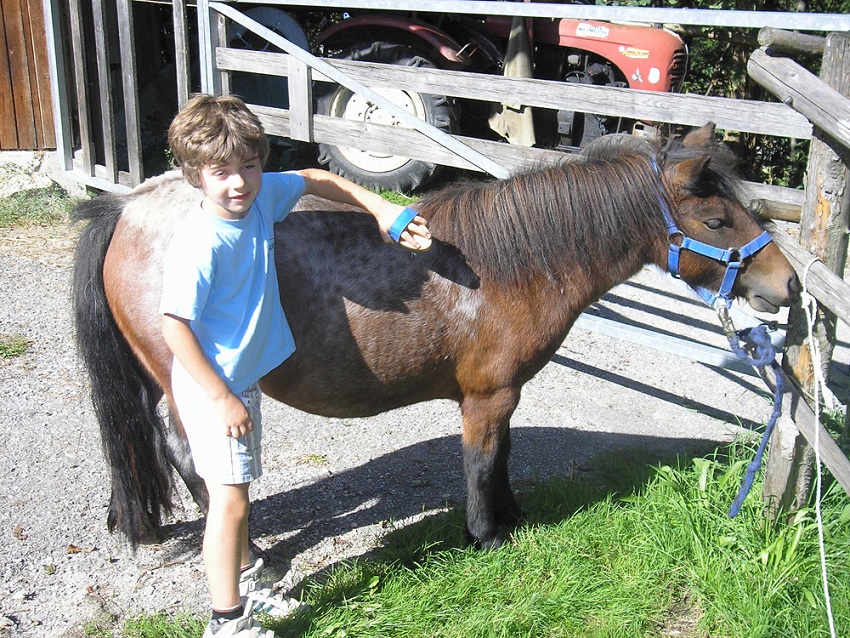 Islandpony im Ybbstal wird von kleinem Jungen gebürstet